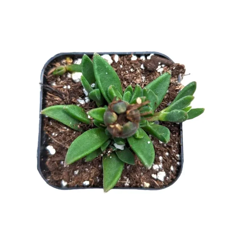 Cooper's Hardy Ice Plant - Delosperma Cooperi Succulent Plant 2 Inch Pot for Garden