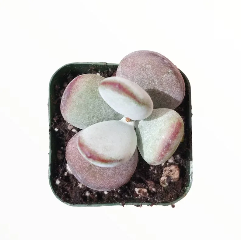 Cotyledon Orbiculata 'Ping Pong' Succulent Plant 2 Inch Pot for Home Garden Decor