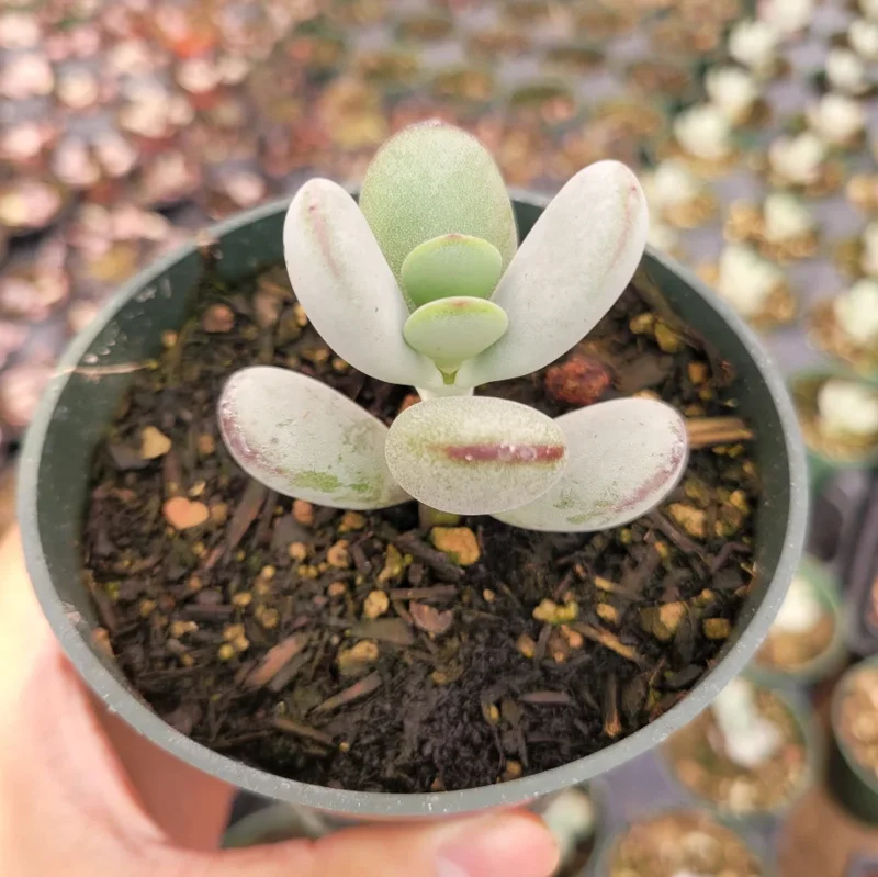 Cotyledon Orbiculata 'Ping Pong' Succulent Plant 2 Inch Pot for Home Garden Decor