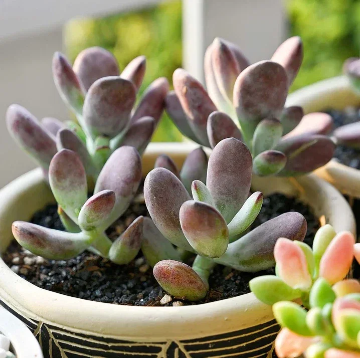 Cotyledon Orbiculata 'Ping Pong' Succulent Plant 2 Inch Pot for Home Garden Decor