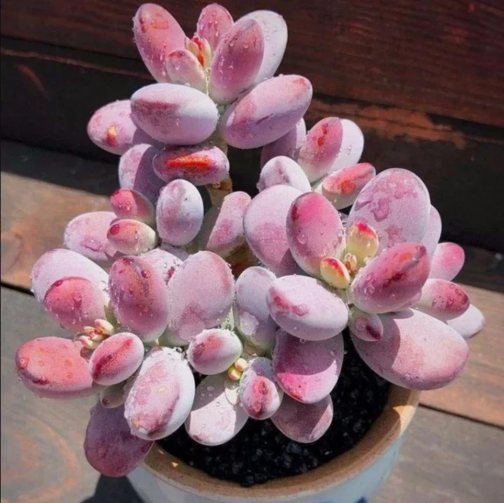 Cotyledon Orbiculata 'Ping Pong' Succulent Plant 2 Inch Pot for Home Garden Decor