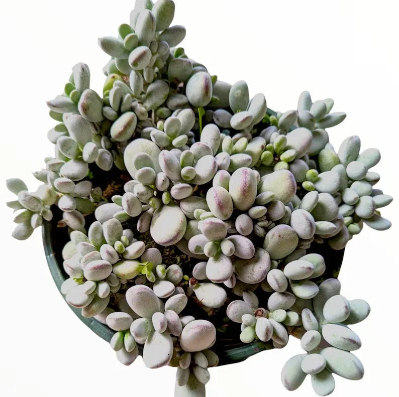 Cotyledon Orbiculata 'Ping Pong' Succulent Plant 2 Inch Pot for Home Garden Decor