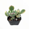Cotyledon Tomentosa Variegated Bear's Paw Succulent Plant 2 Inch for Garden
