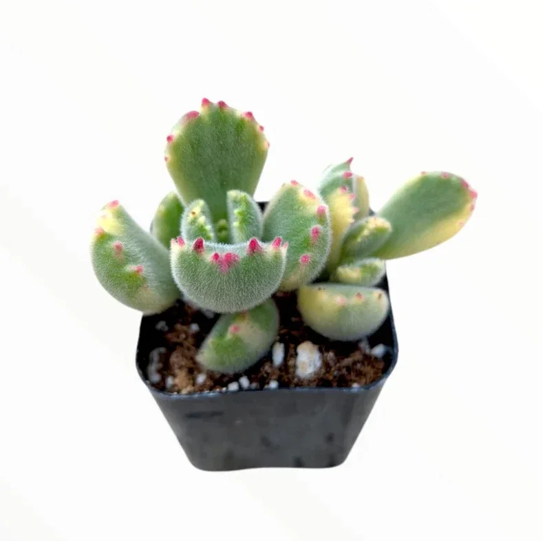 Cotyledon Tomentosa Variegated Bear's Paw Succulent Plant 2 Inch for Garden