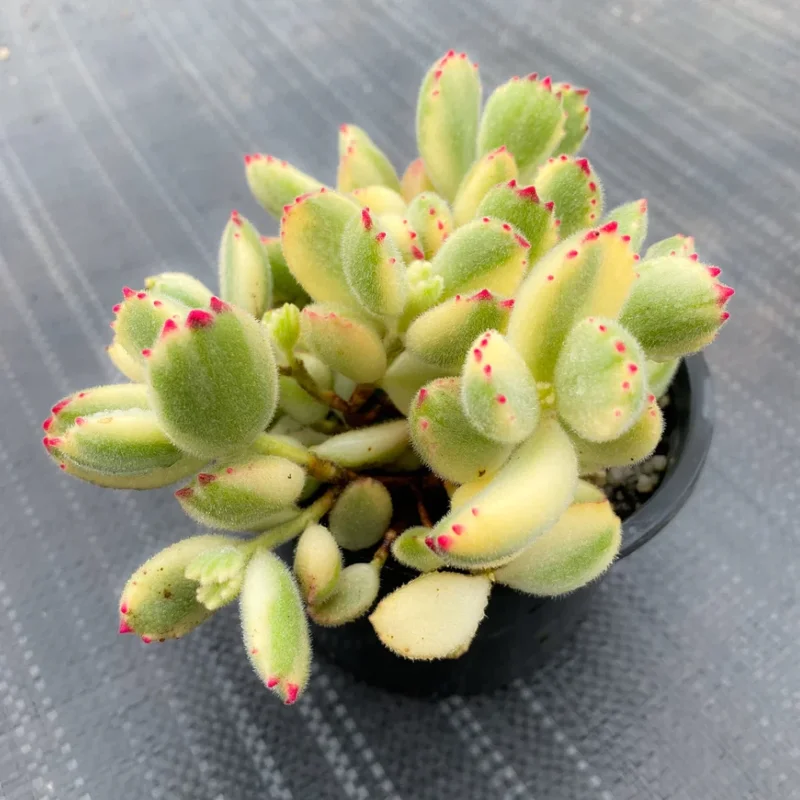 Cotyledon Tomentosa Variegated Bear's Paw Succulent Plant 2 Inch for Garden