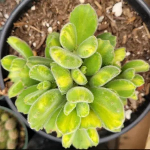 Cotyledon Tomentosa Variegated Bear's Paw Succulent Plant 2 Inch for Garden