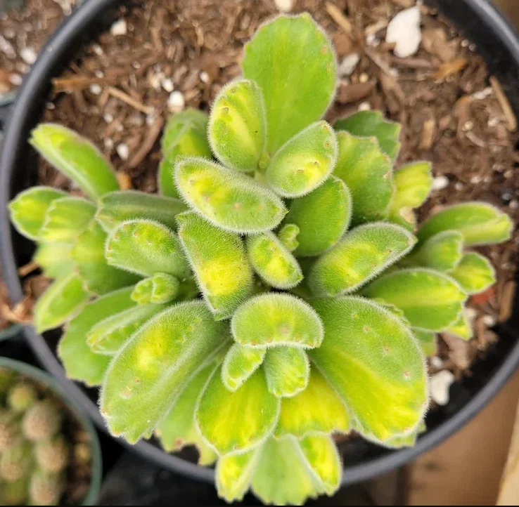 Cotyledon Tomentosa Variegated Bear's Paw Succulent Plant 2 Inch for Garden