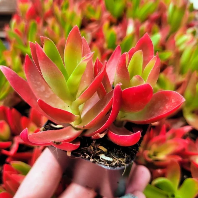 Crassula Capitella 'Campfire' Succulent Plant 2 Inch Pot for Home Garden Decor