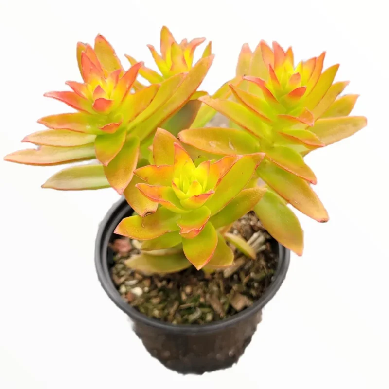 Crassula Capitella 'Campfire' Succulent Plant 2 Inch Pot for Home Garden Decor