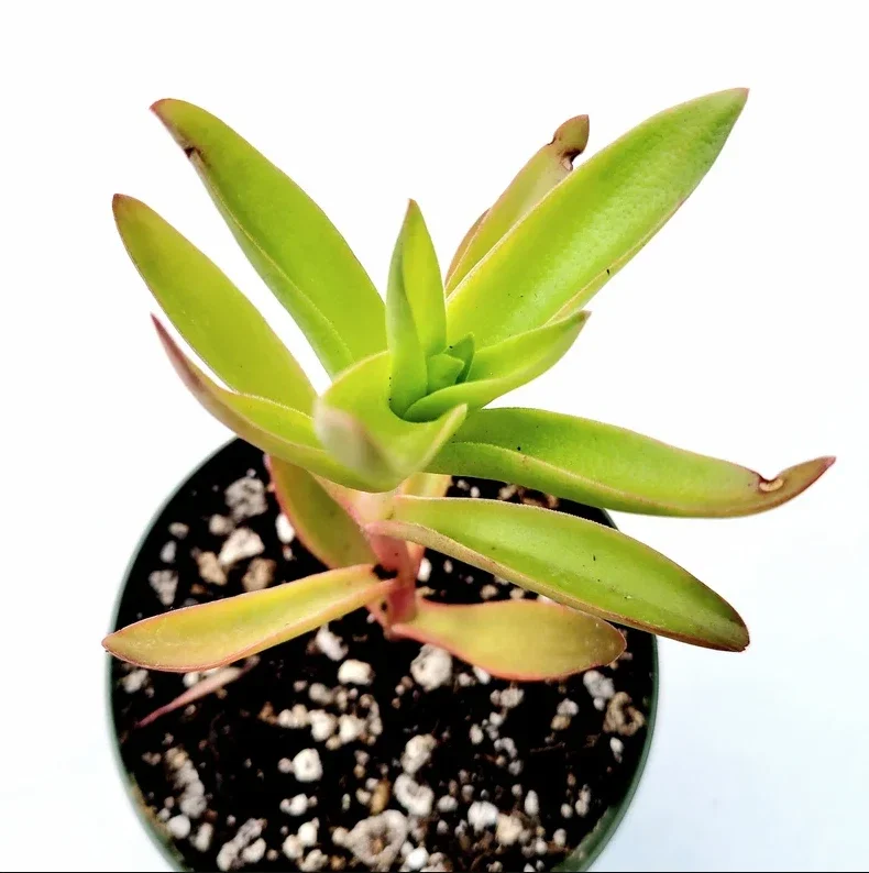 Crassula Capitella 'Campfire' Succulent Plant 2 Inch Pot for Home Garden Decor