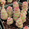Crassula Fantasy 'Baby's Necklace' Variegated Succulent Plant 2 Inch Pot for Garden
