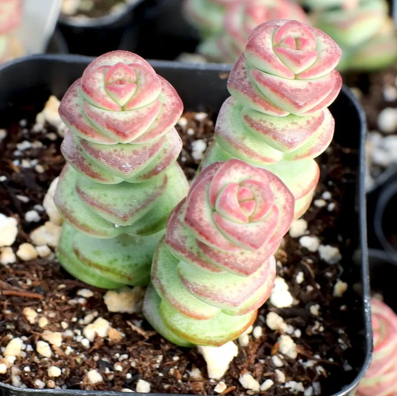 Crassula Fantasy 'Baby's Necklace' Variegated Succulent Plant 2 Inch Pot for Garden