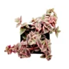 Crassula Marginalis Rubra Variegata 'Calico Kitten' Succulent Plant 2 Inch Pot
