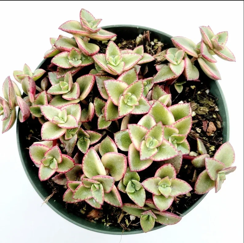 Crassula Marginalis Rubra Variegata 'Calico Kitten' Succulent Plant 2 Inch Pot