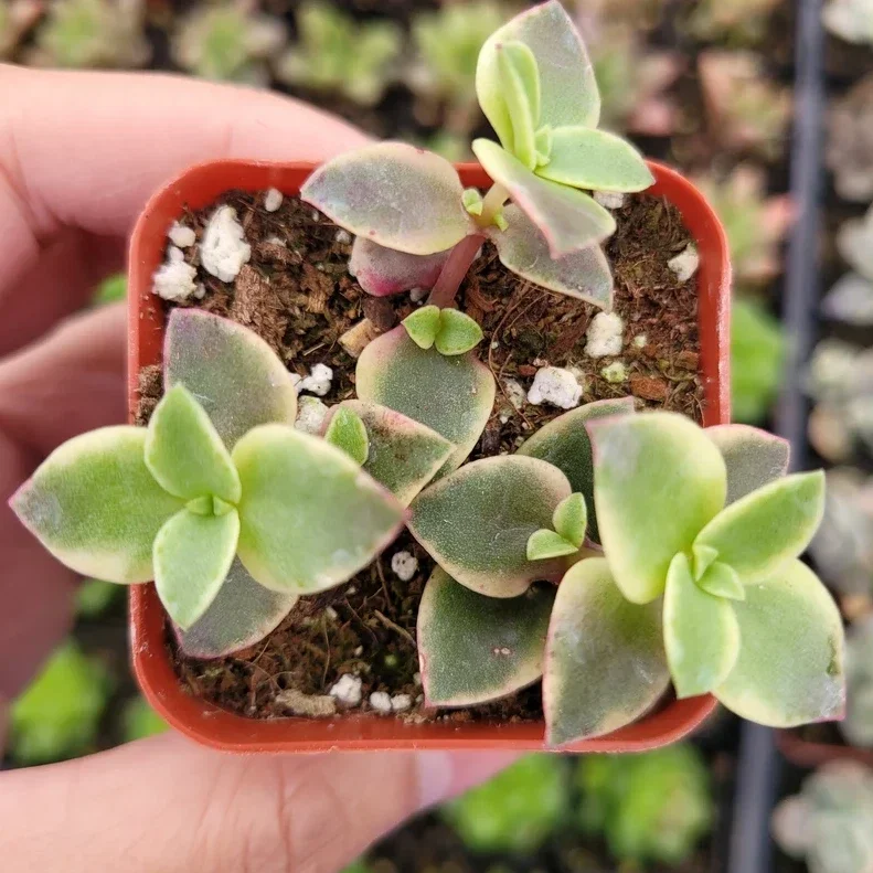 Crassula Marginalis Rubra Variegata 'Calico Kitten' Succulent Plant 2 Inch Pot