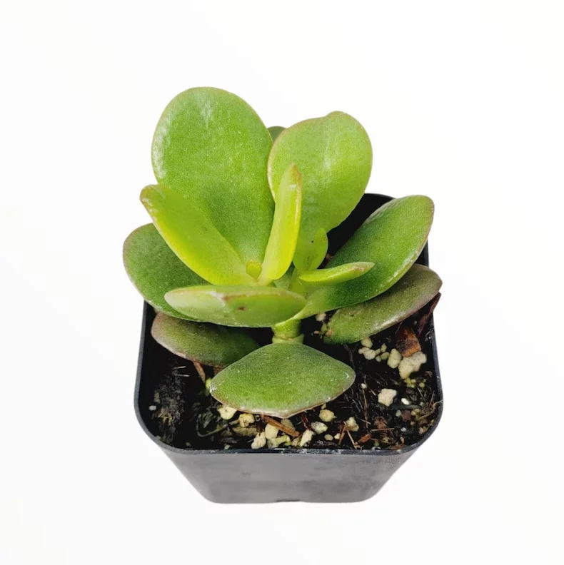 Crassula Ovata 'Baby Jade' Succulent Plant 2 Inch Potted Multicolor Home Decor