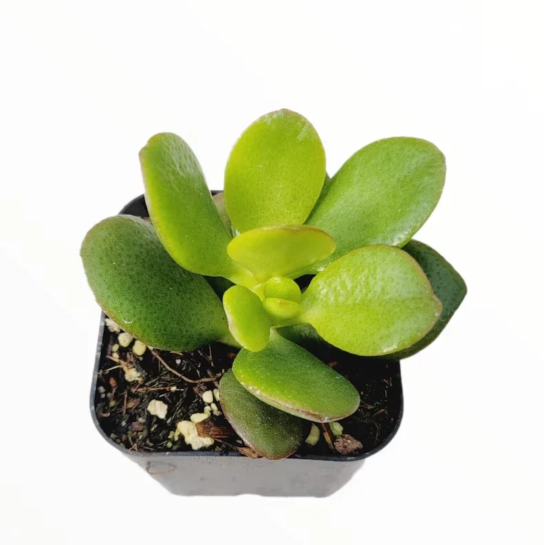 Crassula Ovata 'Baby Jade' Succulent Plant 2 Inch Potted Multicolor Home Decor