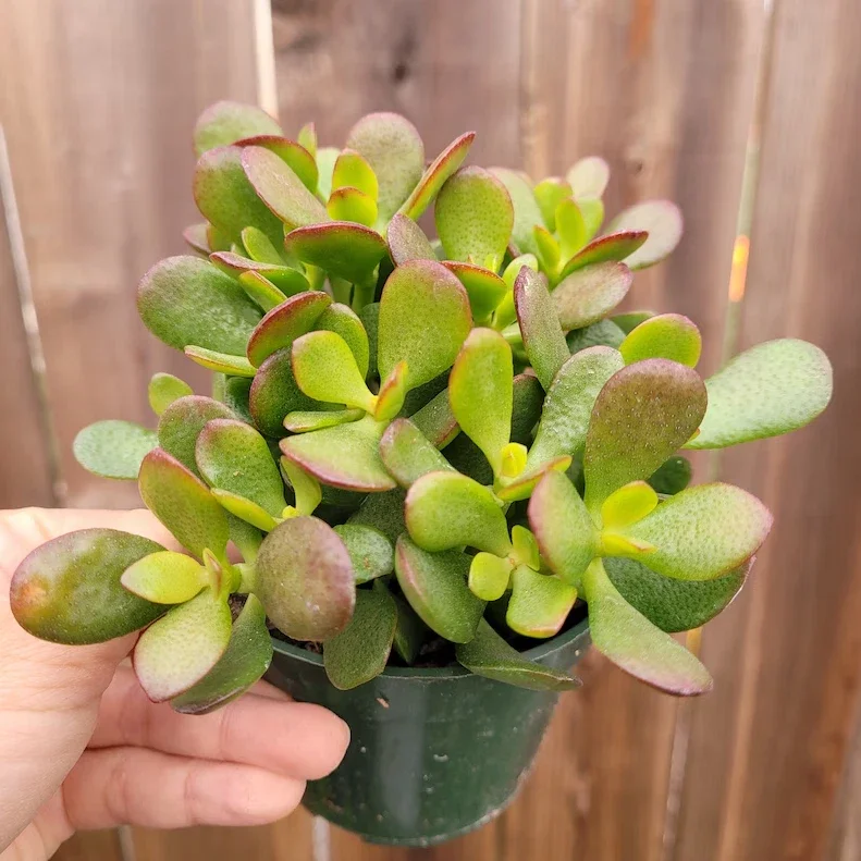 Crassula Ovata 'Baby Jade' Succulent Plant 2 Inch Potted Multicolor Home Decor