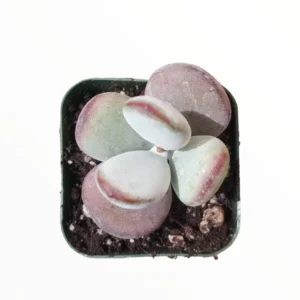 Cotyledon Orbiculata 'Ping Pong' Succulent Plant 2 Inch Pot for Home Garden Decor