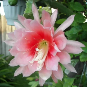 Salmon Epiphyllum Orchid Cactus – Live plant – 6-8 inches tall – 4 inch pot - Image 4