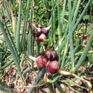 Set 10 Egyptian Walking Onions Bulbs for Planting Outdoors Indoors, Large Onion Bulbs for Gardening