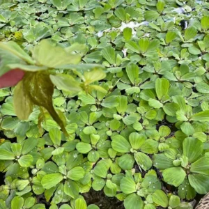 Dwarf Water Lettuce - Set 10 Plants