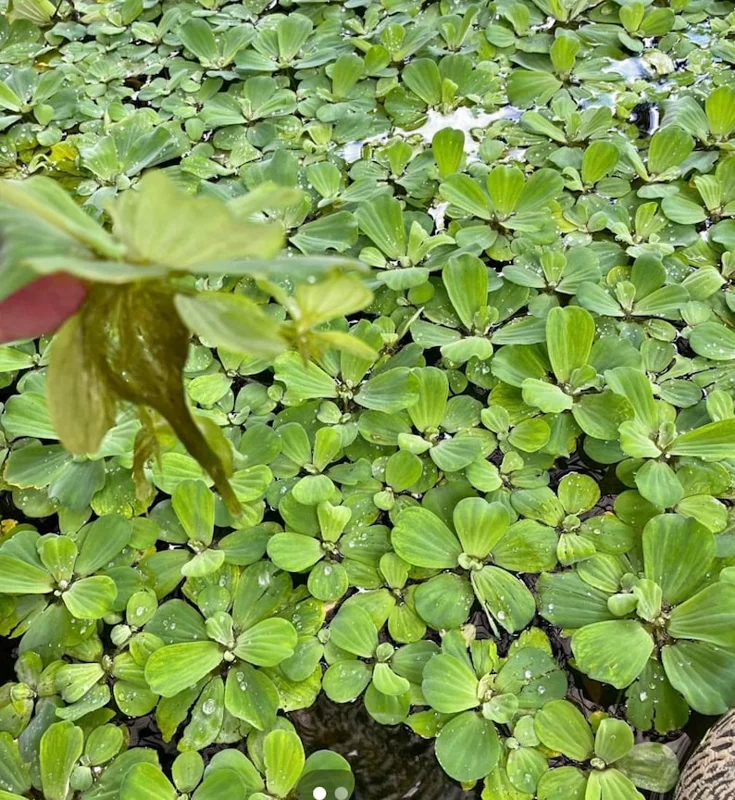 Dwarf Water Lettuce - Set 10 Plants