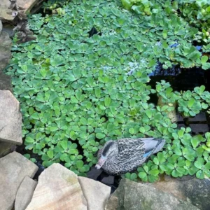 Dwarf Water Lettuce - Set 10 Plants