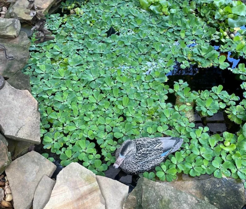 Dwarf Water Lettuce - Set 10 Plants