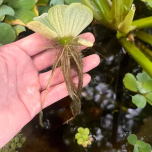 Dwarf Water Lettuce - Set 10 Plants