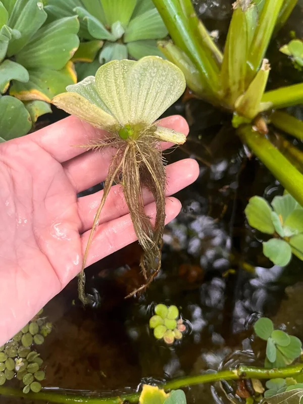 Dwarf Water Lettuce - Set 10 Plants