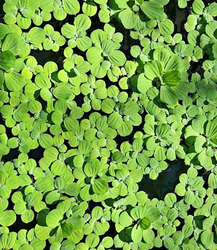 Dwarf Water Lettuce - Set 10 Plants