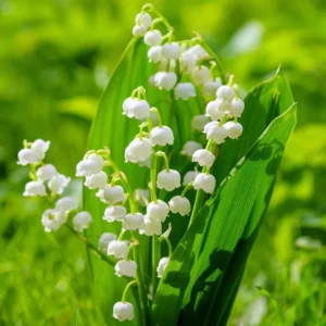 10 Lily of The Valley Bulbs for Planting, Perennial Lily Flower Bulbs, Fragrant White Blooms for Shade Gardens