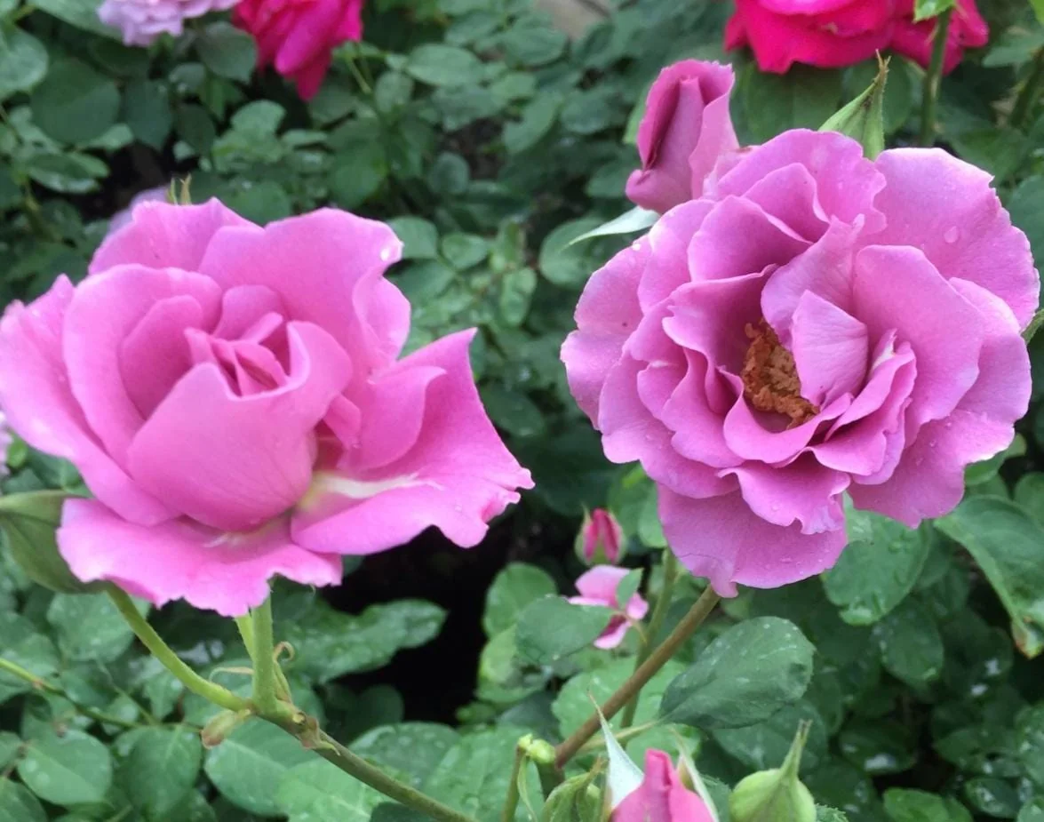 Rose Plant Live – Purple Rose Bush – Live Plant – 4-7" Height – Outdoor - Image 3