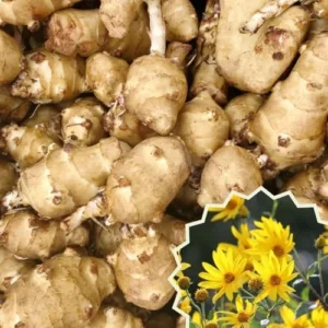 Jerusalem Artichoke Live Tubers - Sunchoke Bulbs for Planting - 2 Lb Vegetable Plant Garden