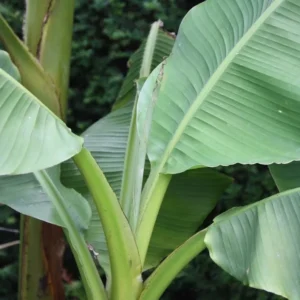 Musa Basjoo Banana Plants 4-8 Inches - Tropical Garden Plants