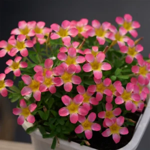 CandyBox Pomegranate Oxalis Live Starter Plant for Planting, Oxalis Plant in Home Garden, 4