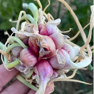 Set 10 Egyptian Walking Onions Bulbs for Planting Outdoors Indoors, Large Onion Bulbs for Gardening