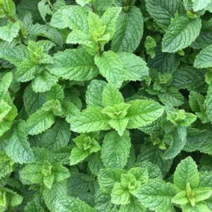 Spearmint Live Plant, Fragant Herb Spearmint Plants, 4-6 Inch Tall, Well-Rooted Starter Plant, Indoor Outdoor Container or Garden Plants