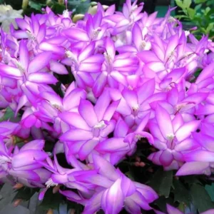 Christmas Cactus Live Plant – Schlumbergera – 6-8