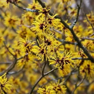 American Witch Hazel Plant - 4 inch Pot Hamamelis virginiana - Fragrant Blooms