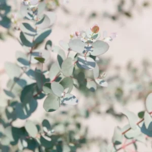 Baby Blue Eucalyptus Plant Live 2.5'' Pot Home Garden Decoration