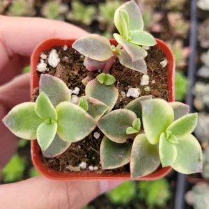 Crassula Marginalis Rubra Variegata 'Calico Kitten' Succulent Plant 2 Inch Pot