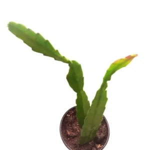 Epiphyllum Orchid Cactus – Live Plant – 6-8 Inches Tall – Indoor - Image 10