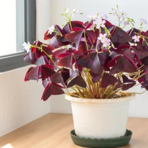 Fake Nidulans Oxalis Live Starter Plant for Planting, Oxalis Triangularis Plant, Oxalis Plant in Home Garden, 4
