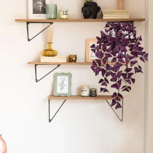 Fake Nidulans Oxalis Live Starter Plant for Planting, Oxalis Triangularis Plant, Oxalis Plant in Home Garden, 4