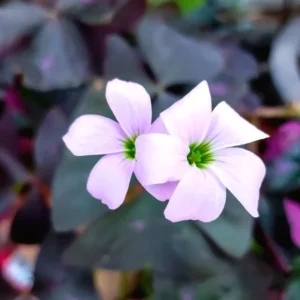 Fake Nidulans Oxalis Live Starter Plant for Planting, Oxalis Triangularis Plant, Oxalis Plant in Home Garden, 4