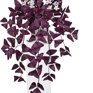 Fake Nidulans Oxalis Live Starter Plant for Planting, Oxalis Triangularis Plant, Oxalis Plant in Home Garden, 4