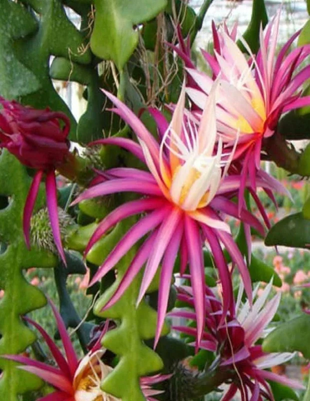 Fishbone Cactus Live Plant 8 Inch Epiphyllum Anguliger Indoor Houseplant