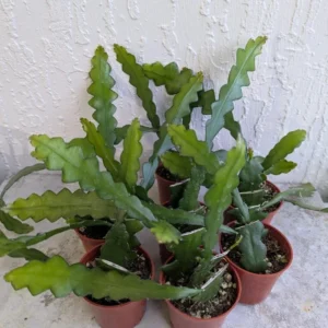 Fishbone Cactus Live Plant 8 Inch Epiphyllum Anguliger Indoor Houseplant